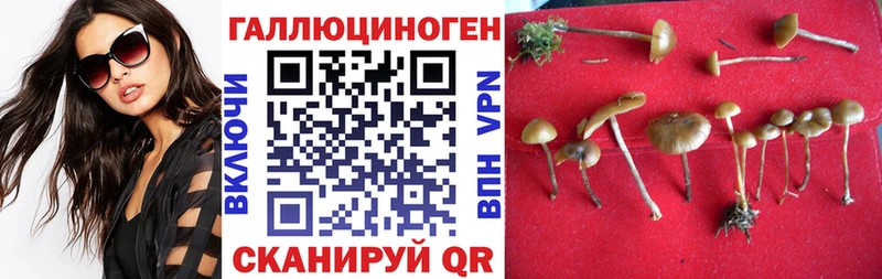 гидра зеркало Хадыженск Псилоцибиновые грибы Cubensis